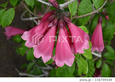ニューギニア原産の紅色の筒状の花が並んで咲いている姿が綺麗なテコマント・デンドロフィラ ニューギニア原産の紅色の筒状の花が並んで咲いている姿が綺麗なテコマント・デンドロフィラ 138799589