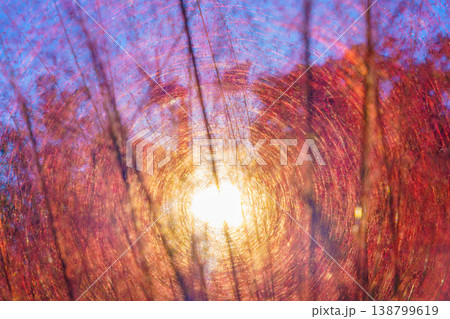 Tokyo, Japan - Oct 13 2024, close-up view of Muhlenbergia grass plant with pink and purple flowers, through which sunlight passes, nature, without people, Tokyo, Japan Tokyo, Japan - Oct 13 2024, close-up view of Muhlenbergia grass plant with pink and purple flowers, through which sunlight passes, nature, without people, Tokyo, Japan 138799619
