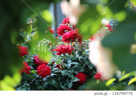 ぼかしとコントラスト　薔薇　 138799778