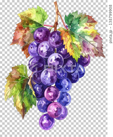 清新水彩風格的葡萄插畫 138799908