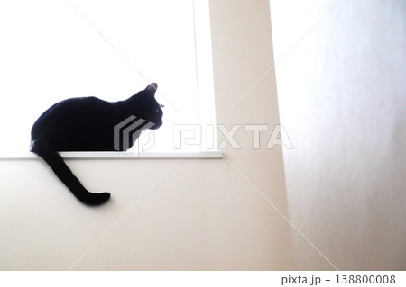 窓辺に座る黒猫と白い空間(ミニマル・ペット・余白あり) 窓辺に座る黒猫と白い空間(ミニマル・ペット・余白あり) 138800008