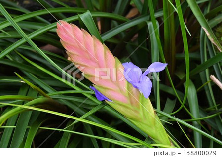 エクアドル原産の穂状花序から出た青紫の花が綺麗なハナアナナス エクアドル原産の穂状花序から出た青紫の花が綺麗なハナアナナス 138800029