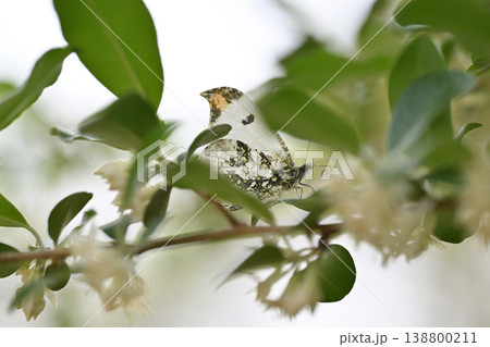 ツマキチョウ(褄黄蝶)とアキグミの花 ツマキチョウ(褄黄蝶)とアキグミの花 138800211