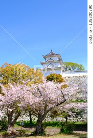 兵庫県明石市・桜が満開の明石城の櫓 兵庫県明石市・桜が満開の明石城の櫓 138800290