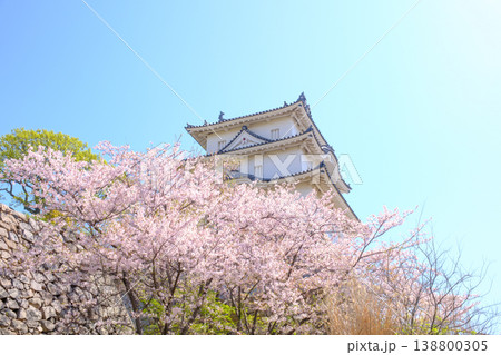兵庫県明石市・桜が満開の明石城の櫓 兵庫県明石市・桜が満開の明石城の櫓 138800305