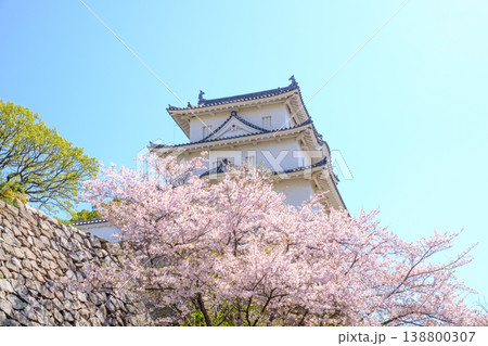 兵庫県明石市・桜が満開の明石城の櫓 138800307