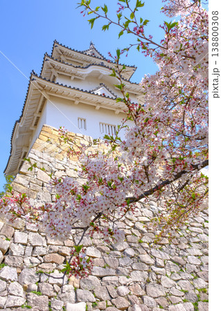 兵庫県明石市・桜が満開の明石城の櫓 138800308