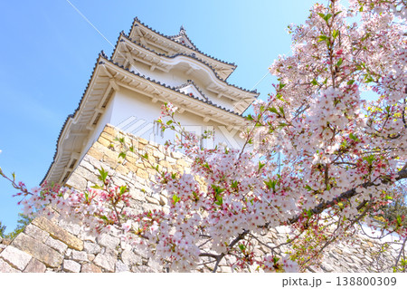 兵庫県明石市・桜が満開の明石城の櫓 138800309