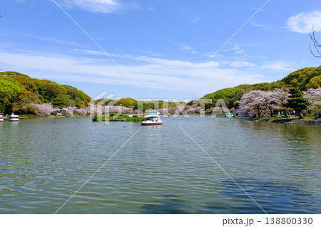 桜が満開の兵庫県明石城公園池 桜が満開の兵庫県明石城公園池 138800330