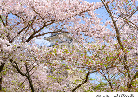 兵庫県明石市・桜が満開の明石城の櫓 138800339