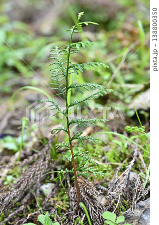 ヒノキ（桧）の幼木 138800350