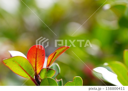 赤く色づく新芽と緑の葉 自然の彩り背景 赤く色づく新芽と緑の葉 自然の彩り背景 138800411