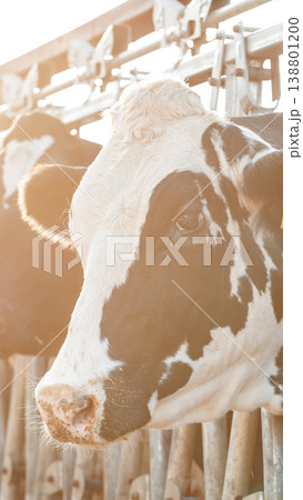 Close view of a black and white cow in a farm with sunlight in the background Close view of a black and white cow in a farm with sunlight in the background 138801200