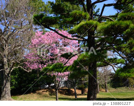 お寺の枝垂れ桜 138801227