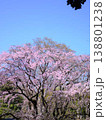 お寺の枝垂れ桜 138801238