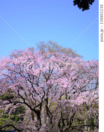 お寺の枝垂れ桜 お寺の枝垂れ桜 138801238