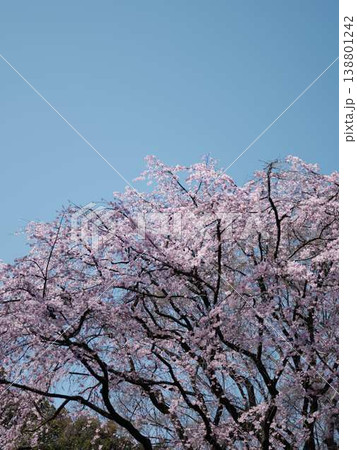 お寺の枝垂れ桜 お寺の枝垂れ桜 138801242