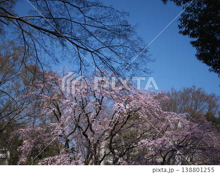 お寺の枝垂れ桜 お寺の枝垂れ桜 138801255