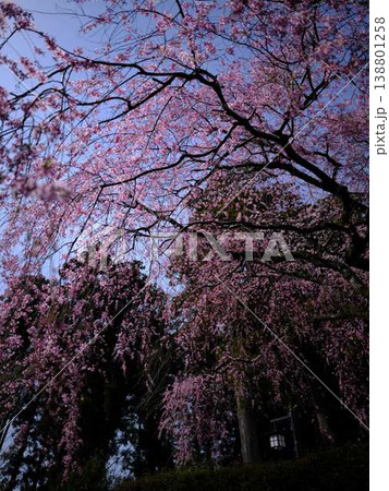 お寺の枝垂れ桜 138801258