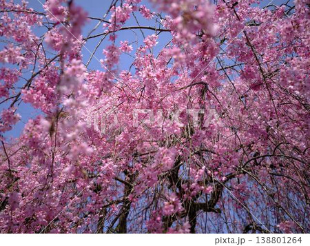 お寺の枝垂れ桜 138801264