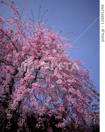 お寺の枝垂れ桜 138801266