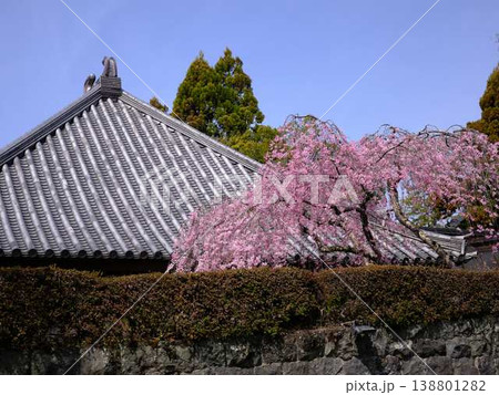 お寺の枝垂れ桜 138801282
