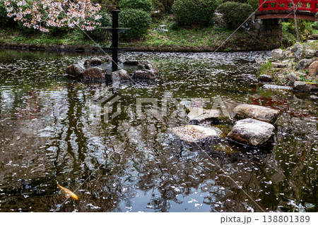 桜の名所の打吹公園の噴水と花びらが浮かぶ池と満開の桜の風景 桜の名所の打吹公園の噴水と花びらが浮かぶ池と満開の桜の風景 138801389