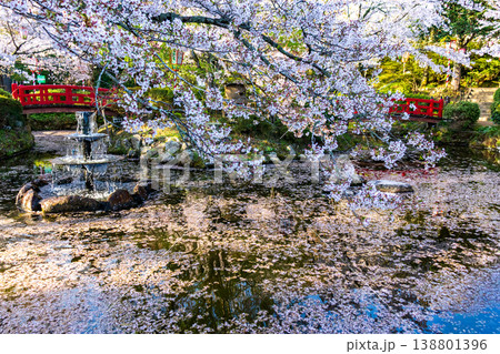 桜の名所の打吹公園の噴水と花びらが浮かぶ池と満開の桜の風景 138801396