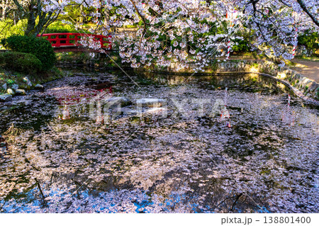 桜の名所の打吹公園の噴水と花びらが浮かぶ池と満開の桜の風景 138801400