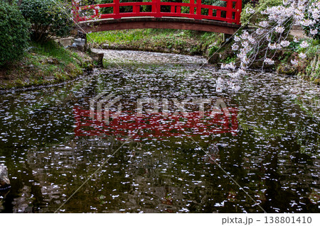 桜の名所の打吹公園の噴水と花びらが浮かぶ池と満開の桜の風景 桜の名所の打吹公園の噴水と花びらが浮かぶ池と満開の桜の風景 138801410