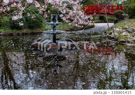 桜の名所の打吹公園の噴水と花びらが浮かぶ池と満開の桜の風景 138801415