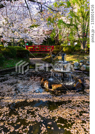 桜の名所の打吹公園の噴水と花びらが浮かぶ池と満開の桜の風景 138801416