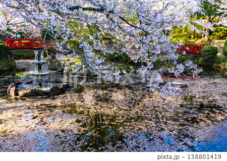 桜の名所の打吹公園の噴水と花びらが浮かぶ池と満開の桜の風景 桜の名所の打吹公園の噴水と花びらが浮かぶ池と満開の桜の風景 138801419