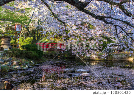 桜の名所の打吹公園の噴水と花びらが浮かぶ池と満開の桜の風景 138801420