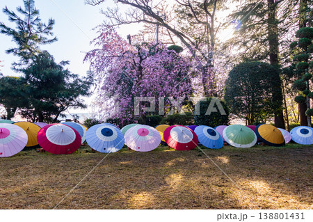 桜の名所の打吹公園の噴水と花びらが浮かぶ池と満開の桜の風景 138801431