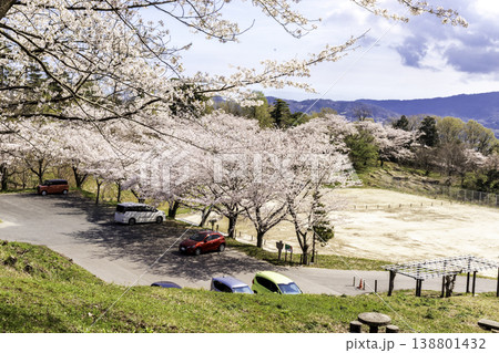 桜の名所の打吹公園の噴水と花びらが浮かぶ池と満開の桜の風景 桜の名所の打吹公園の噴水と花びらが浮かぶ池と満開の桜の風景 138801432