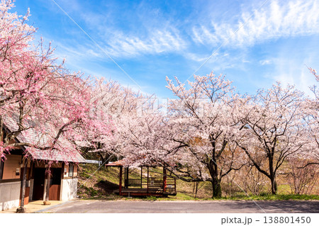 桜の名所の打吹公園の噴水と花びらが浮かぶ池と満開の桜の風景 138801450
