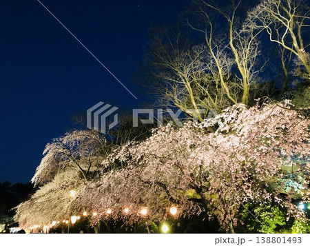 夜にライトアップされた満開の桜まつり 夜にライトアップされた満開の桜まつり 138801493