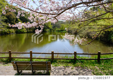 兵庫県明石市・桜が満開の池 兵庫県明石市・桜が満開の池 138801977