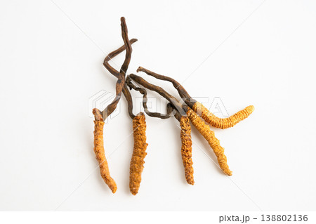 Cordyceps sinensis or Ophiocordyceps sinensis isolated on white background, mushroom herb treatment medicine. 138802136