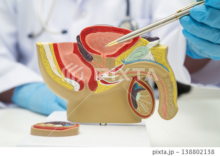 Male reproductive system, Asian doctor holding human anatomy model for study diagnosis and treatment in hospital. Male reproductive system, Asian doctor holding human anatomy model for study diagnosis and treatment in hospital. 138802138