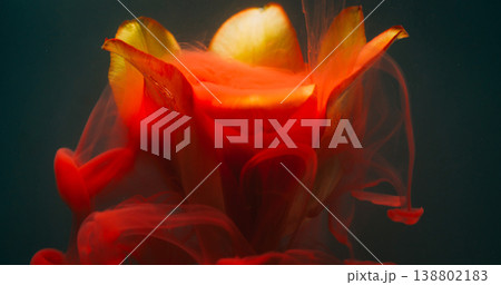 Flower art. Paint background. Blur yellow color tulip nature plant red pink cloud dew texture on dark black acrylic abstraction. Flower art. Paint background. Blur yellow color tulip nature plant red pink cloud dew texture on dark black acrylic abstraction. 138802183