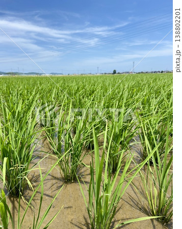初夏の一面に広がる水田と成長する稲の風景 縦構図|食育・企業資料・バナー素材、農業PR・環境広告 初夏の一面に広がる水田と成長する稲の風景 縦構図|食育・企業資料・バナー素材、農業PR・環境広告 138802201