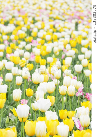 咲き誇る春のチューリップの花 縦 138802379