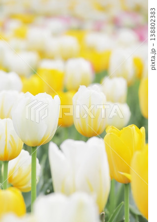 満開の春のチューリップの花のアップ 縦 138802383