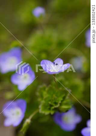 早春から、足元の道端にルリ色の花を咲かせるオオイヌノフグリ...1 138802421