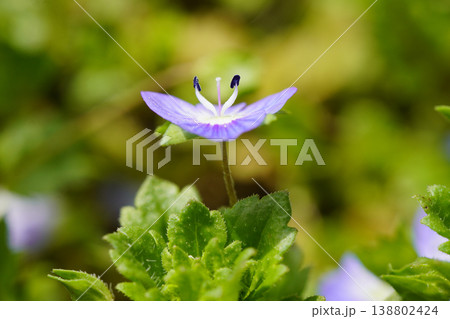 早春から、足元の道端にルリ色の花を咲かせるオオイヌノフグリ...4 早春から、足元の道端にルリ色の花を咲かせるオオイヌノフグリ...4 138802424