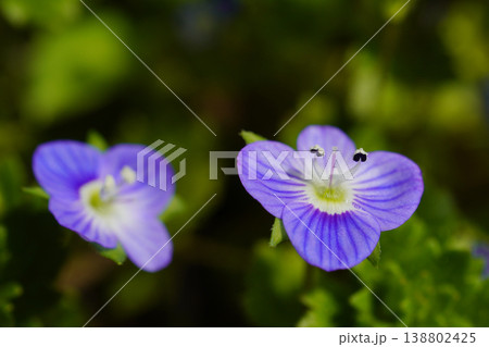 早春から、足元の道端にルリ色の花を咲かせるオオイヌノフグリ...5 早春から、足元の道端にルリ色の花を咲かせるオオイヌノフグリ...5 138802425