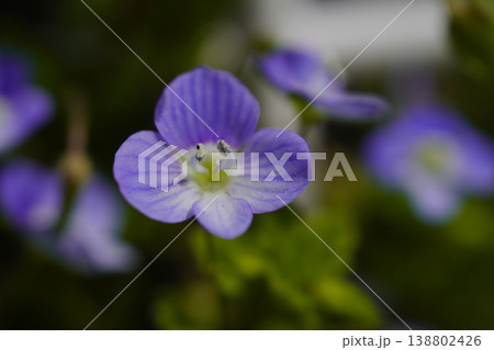 早春から、足元の道端にルリ色の花を咲かせるオオイヌノフグリ...6 早春から、足元の道端にルリ色の花を咲かせるオオイヌノフグリ...6 138802426