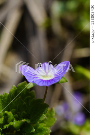 早春から、足元の道端にルリ色の花を咲かせるオオイヌノフグリ...10 早春から、足元の道端にルリ色の花を咲かせるオオイヌノフグリ...10 138802430